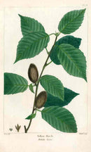 Michaux Sylva, Bessa & Redoute Tree Prints Yellow Birch - Panteek Antique Prints