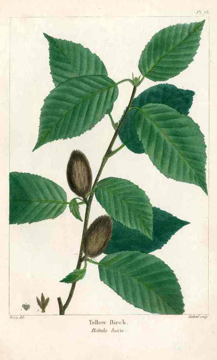 Michaux Sylva, Bessa & Redoute Tree Prints Yellow Birch