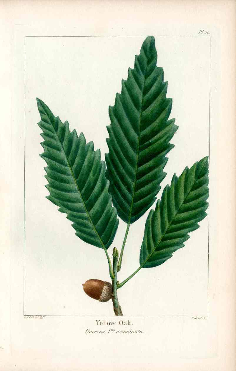 Michaux Sylva, Bessa & Redoute Tree Prints Yellow Oak Redoute