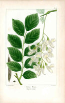 Michaux Sylva, Bessa & Redoute Tree Prints Yellow Wood Redoute - Panteek Antique Prints