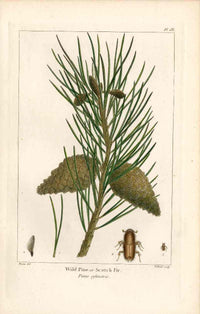 Michaux Sylva, Bessa & Redoute Tree Scotch Fir Bessa - Panteek Antique Prints