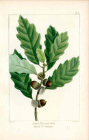 Michaux Sylva, Bessa & Redoute Tree Small Chestnut Oak Bessa - Panteek Antique Prints
