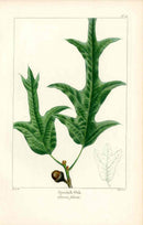 Michaux Sylva, Bessa & Redoute Tree Spanish Oak Bessa - Panteek Antique Prints