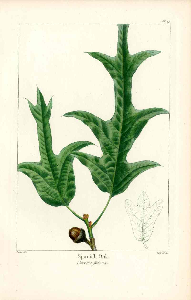 Michaux Sylva, Bessa & Redoute Tree Spanish Oak Bessa