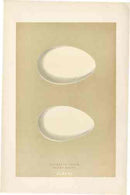 Morris Antique Bird Egg Print Barnacle Goose - Panteek Antique Prints