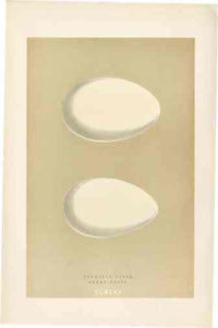 Morris Antique Bird Egg Print Barnacle Goose - Panteek Antique Prints