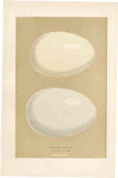 Morris Antique Bird Egg Print Bewicks Swan - Panteek Antique Prints