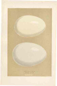 Morris Antique Bird Egg Print Bewicks Swan - Panteek Antique Prints