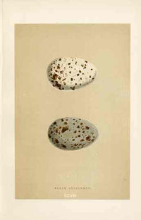 Morris Antique Bird Egg Print Black Guillemot - Panteek Antique Prints
