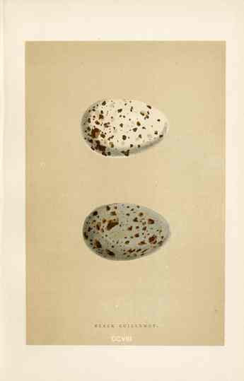 Morris Antique Bird Egg Print Black Guillemot