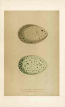 Morris Antique Bird Egg Print Black Throated Diver - Panteek Antique Prints