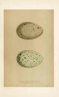 Morris Antique Bird Egg Print Black Throated Diver - Panteek Antique Prints