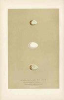 Morris Antique Bird Egg Print Black Throated Wheatear - Panteek Antique Prints