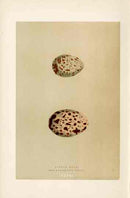 Morris Antique Bird Egg Print Bonaparte Gull - Panteek Antique Prints