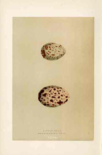Morris Antique Bird Egg Print Bonaparte Gull - Panteek Antique Prints