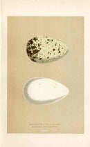 Morris Antique Bird Egg Print Brunnich's Guillemot - Panteek Antique Prints
