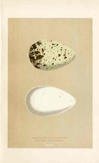 Morris Antique Bird Egg Print Brunnich's Guillemot