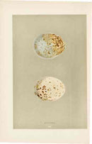 Morris Antique Bird Egg Print Buzzard - Panteek Antique Prints