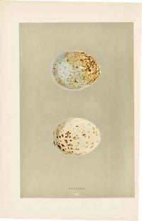 Morris Antique Bird Egg Print Buzzard - Panteek Antique Prints