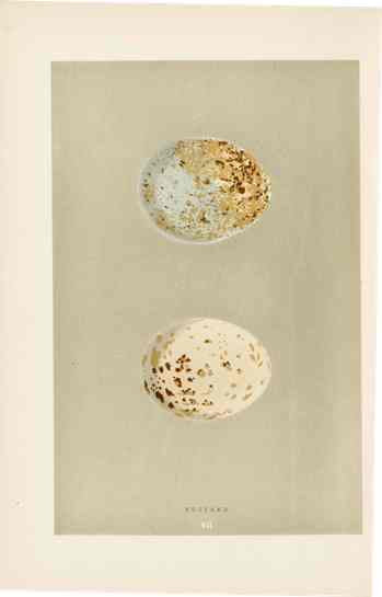 Morris Antique Bird Egg Print Buzzard