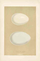 Morris Antique Bird Egg Print Canada Goose - Panteek Antique Prints