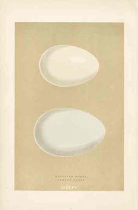 Morris Antique Bird Egg Print Canada Goose - Panteek Antique Prints