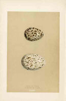Morris Antique Bird Egg Print Caspian Tern - Panteek Antique Prints