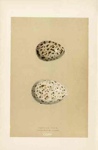 Morris Antique Bird Egg Print Caspian Tern - Panteek Antique Prints