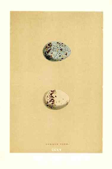 Morris Antique Bird Egg Print Common Tern