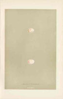 Morris Antique Bird Egg Print Crested Titmouse - Panteek Antique Prints