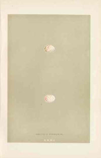 Morris Antique Bird Egg Print Crested Titmouse - Panteek Antique Prints