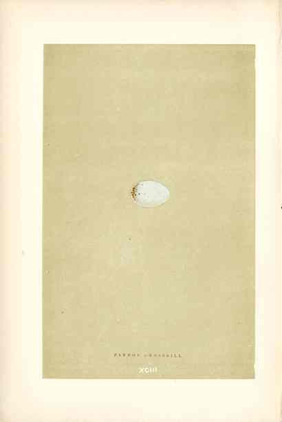 Morris Antique Bird Egg Print Crossbill Parrot