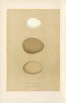 Morris Antique Bird Egg Print Eagle Owl - Panteek Antique Prints