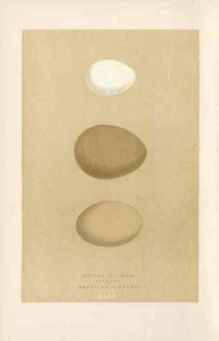 Morris Antique Bird Egg Print Eagle Owl - Panteek Antique Prints