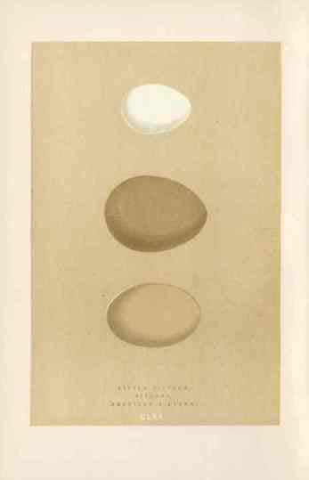 Morris Antique Bird Egg Print Eagle Owl