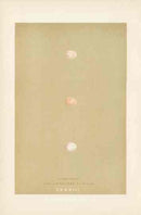 Morris Antique Bird Egg Print Firecrest - Panteek Antique Prints