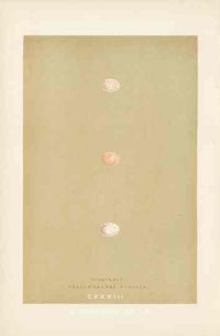 Morris Antique Bird Egg Print Firecrest - Panteek Antique Prints