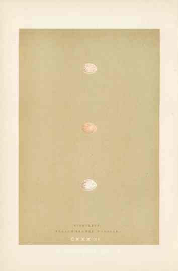 Morris Antique Bird Egg Print Firecrest