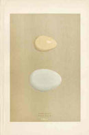 Morris Antique Bird Egg Print Garganey - Panteek Antique Prints