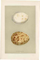 Morris Antique Bird Egg Print Golden Eagle - Panteek Antique Prints