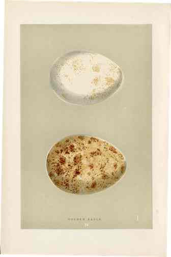 Morris Antique Bird Egg Print Golden Eagle