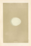 Morris Antique Bird Egg Print Goshawk - Panteek Antique Prints