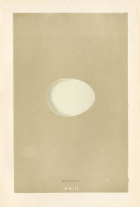 Morris Antique Bird Egg Print Goshawk - Panteek Antique Prints
