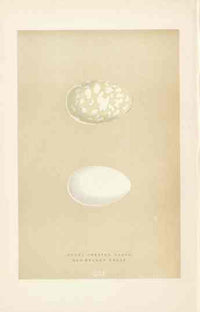 Morris Antique Bird Egg Print Great Crested Grebe - Panteek Antique Prints