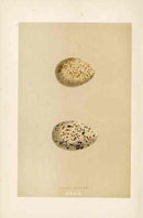 Morris Antique Bird Egg Print Great Plover - Panteek Antique Prints