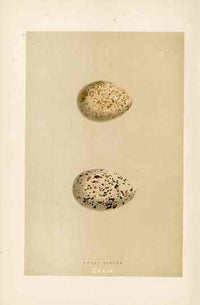 Morris Antique Bird Egg Print Great Plover - Panteek Antique Prints