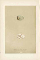 Morris Antique Bird Egg Print Great Spotted Cuckoo - Panteek Antique Prints