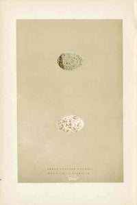 Morris Antique Bird Egg Print Great Spotted Cuckoo - Panteek Antique Prints