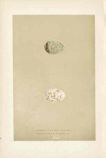 Morris Antique Bird Egg Print Great Spotted Cuckoo
