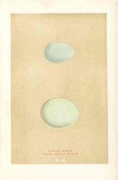 Morris Antique Bird Egg Print Great White Heron - Panteek Antique Prints